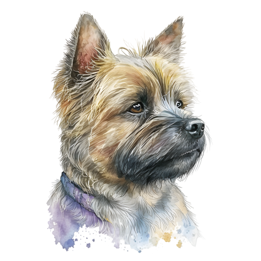 Cairn Terrier 25