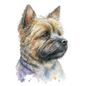 Cairn Terrier 25