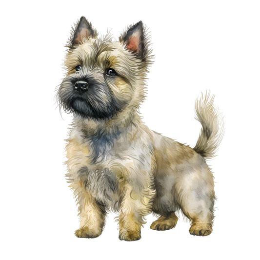 Cairn Terrier 26