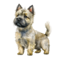 Cairn Terrier 26