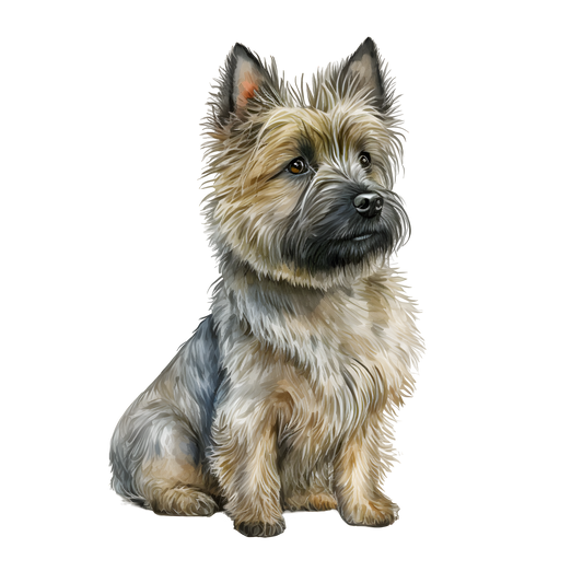 Cairn Terrier 27