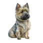 Cairn Terrier 27