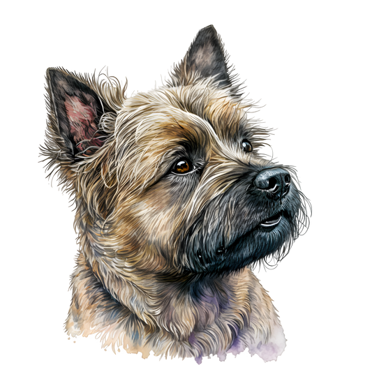 Cairn Terrier 28