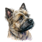 Cairn Terrier 28