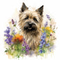 Cairn Terrier 7