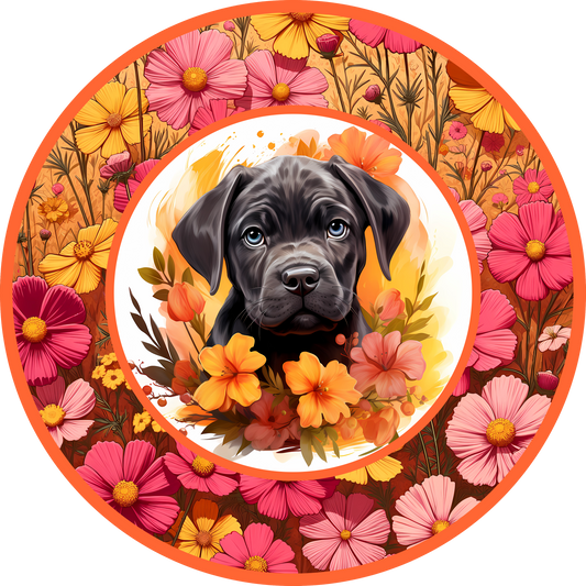 Cane Corso Puppy 6