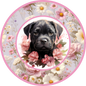 Cane Corso Puppy 7