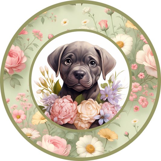 Cane Corso Puppy 8