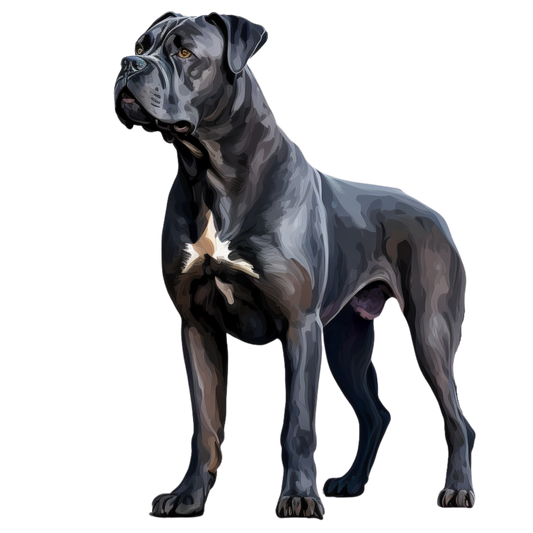 Cane Corso 1