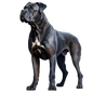 Cane Corso 1