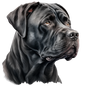Cane Corso 10