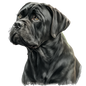 Cane Corso 11