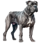 Cane Corso 2