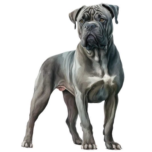 Cane Corso 3