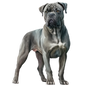Cane Corso 3