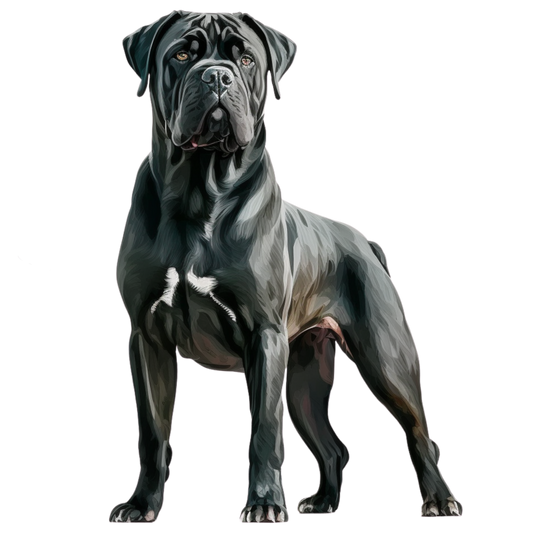 Cane Corso 4