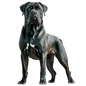 Cane Corso 4