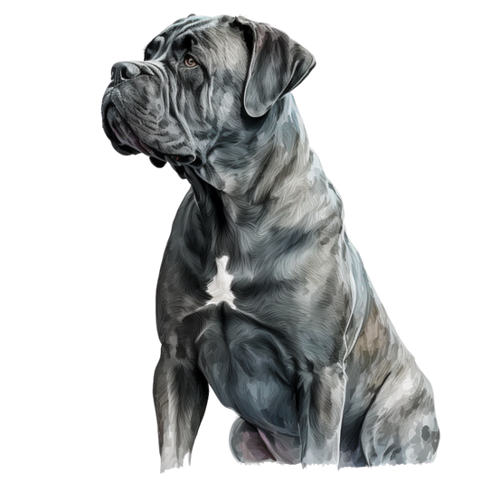 Cane Corso 5