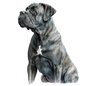 Cane Corso 5