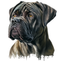 Cane Corso 7