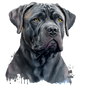 Cane Corso 8