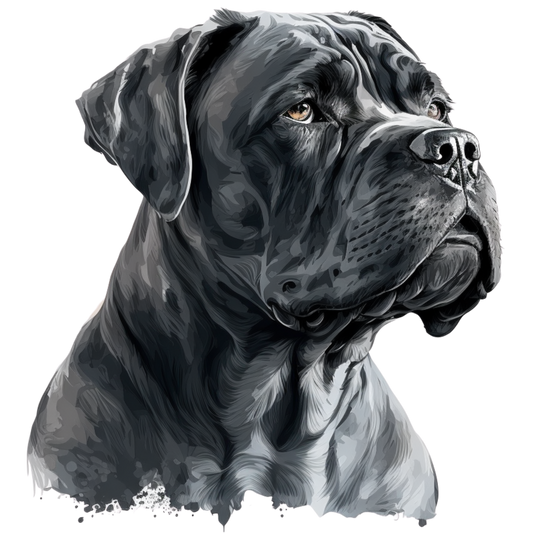 Cane Corso 9