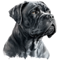 Cane Corso 9