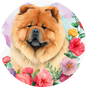 Chow Chow 11