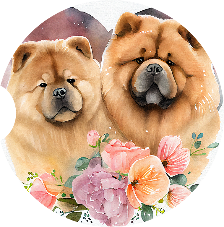 Chow Chow 12