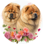Chow Chow 13