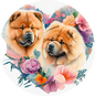 Chow Chow 14