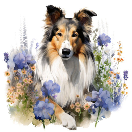 Collie 13