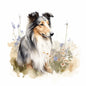 Collie 3