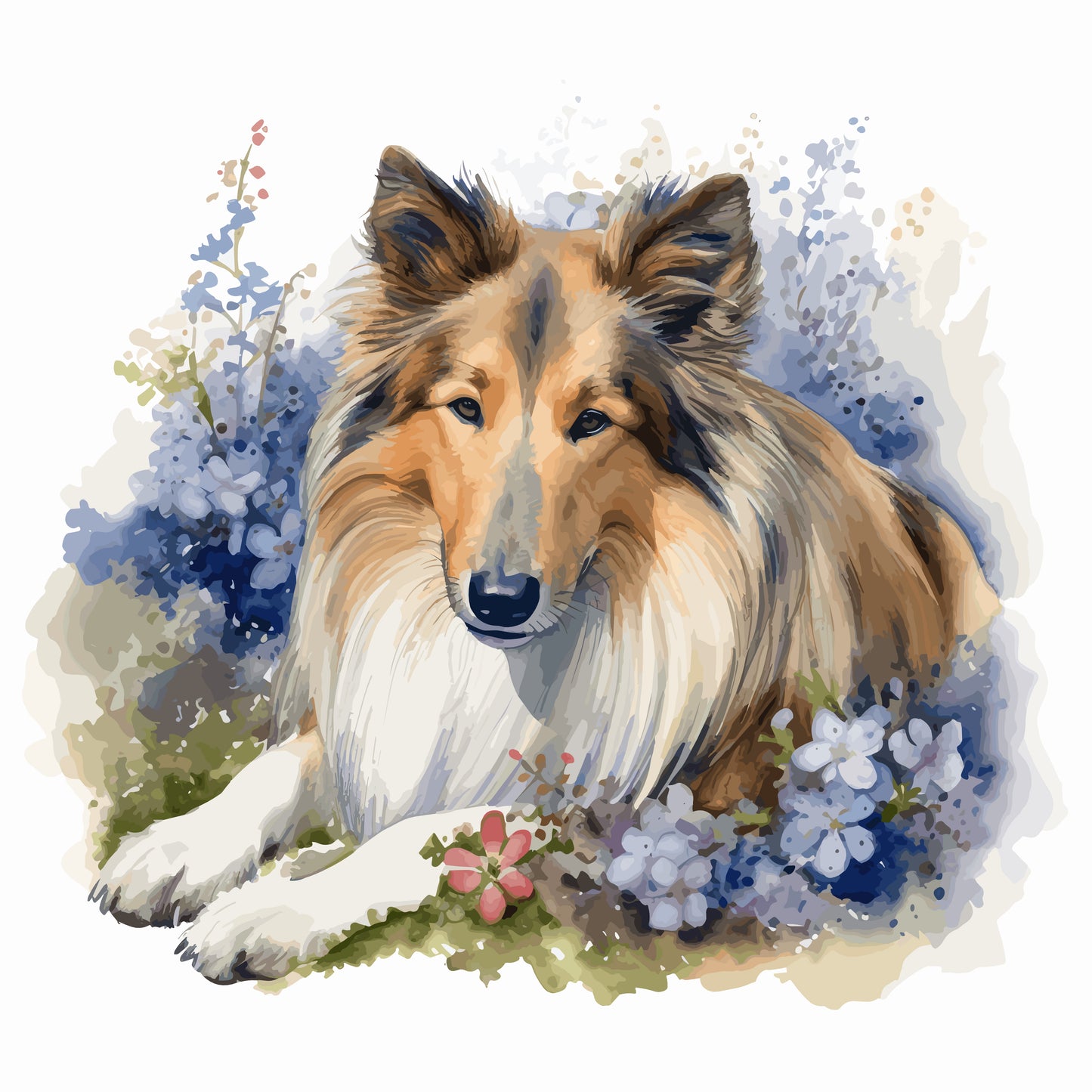 Collie 8