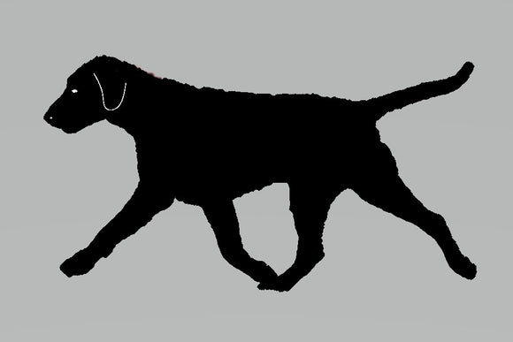 Stickers - Curly Coated Retriever 2