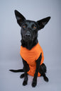 Recovery Suits - Crazy Dog Lady 