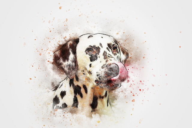 Dalmatian 11
