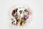 Dalmatian 11