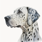 Dalmatian 15