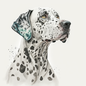 Dalmatian 16