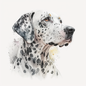 Dalmatian 17