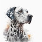 Dalmatian 18