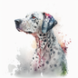 Dalmatian 19