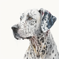 Dalmatian 20