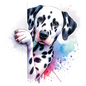 Dalmatian 23