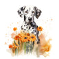 Dalmatian 4
