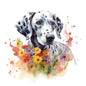 Dalmatian 6