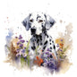 Dalmatian 9