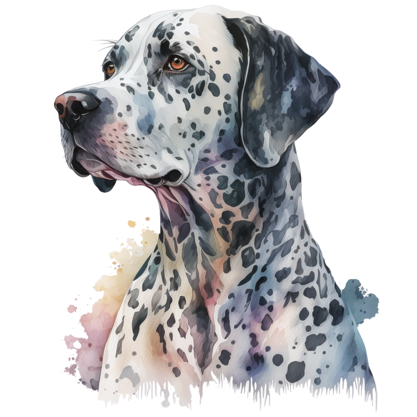 Dalmatian 24