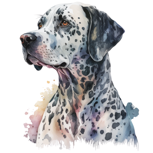 Dalmatian 24